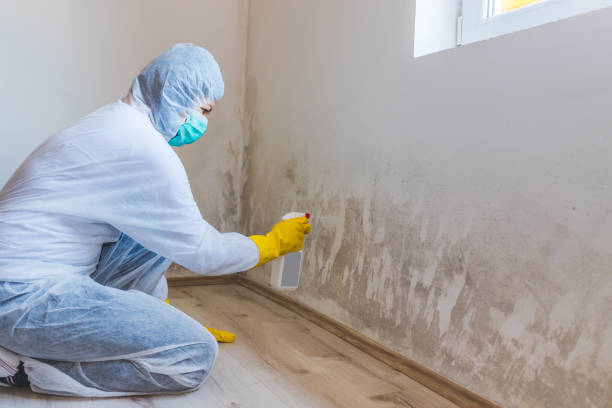 Licensed Mold Remediation service in Hudson, FL - WQB Mold Removal